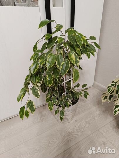 Фикус бенджамина