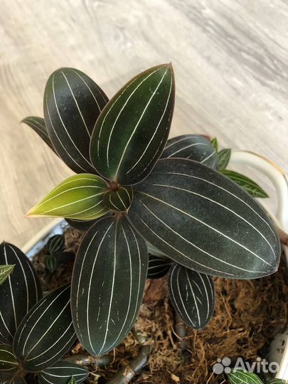 Драгоценные орхидеи