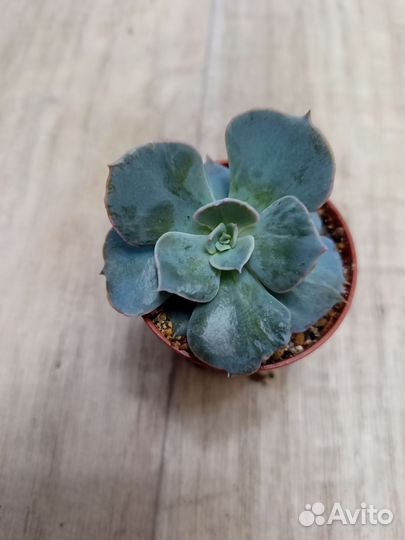 Суккуленты 1