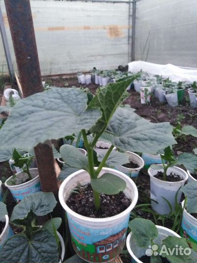 Рассада помидор и огурцов