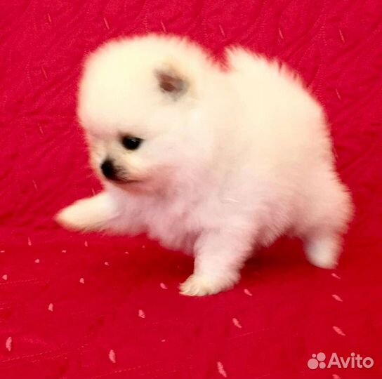 Померанский шпиц большой выбор щенков
