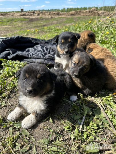 Маленькие щенята ищут дом