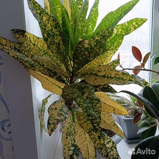 Кодиеум кротон