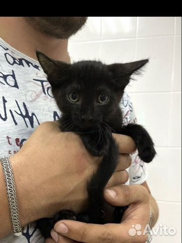 Черный котенок с необычной мордочкой в добрые руки
