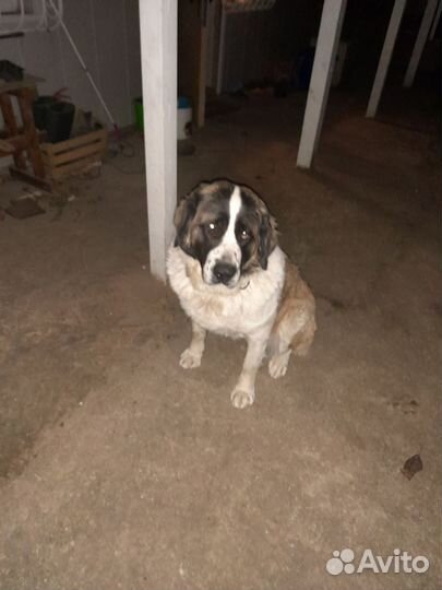 Московская сторожевая вязка нужна