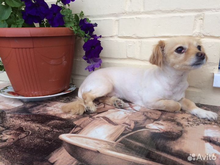 Стрижка кошек и собак