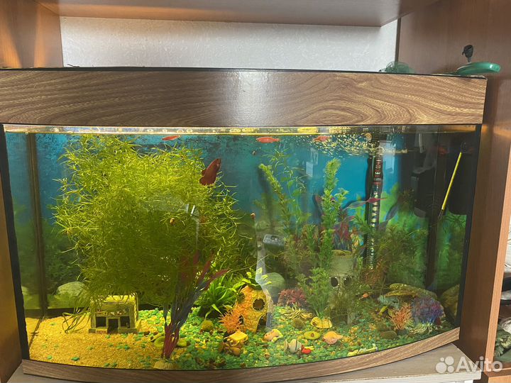 Аквариум