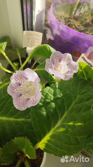 Цветы глоксиния