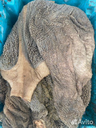 Рубец говяжий очищенный