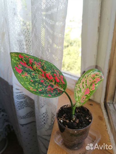 Аглаонема Анимани ред