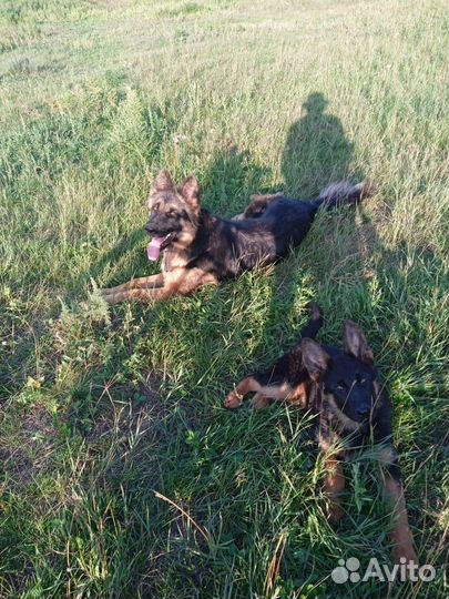 Немецкая овчарка