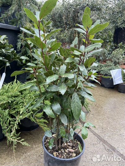 Лавр благородный