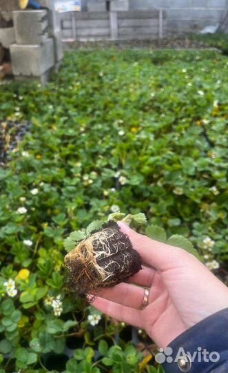 Рассада клубники