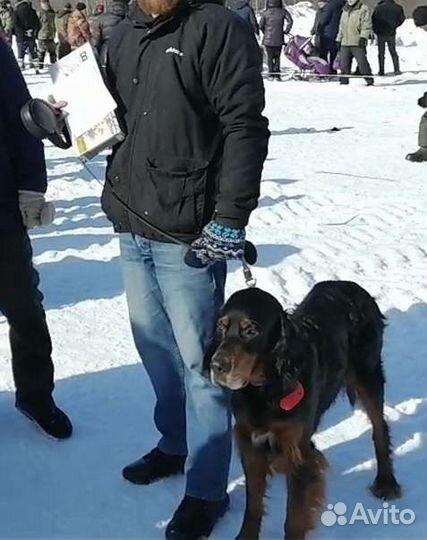 Шотландский сеттер