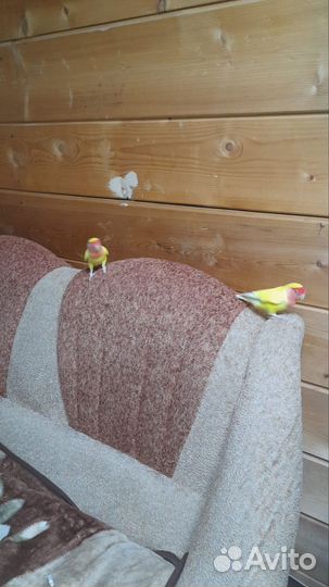 Попугай неразлучников