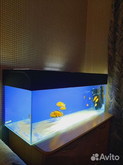 Аквариум с рыбками 110л