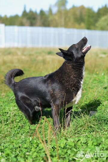 Прекрасный пес Руди хочет стать домашним