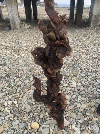 Флористика