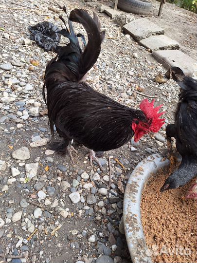 Куры петухи