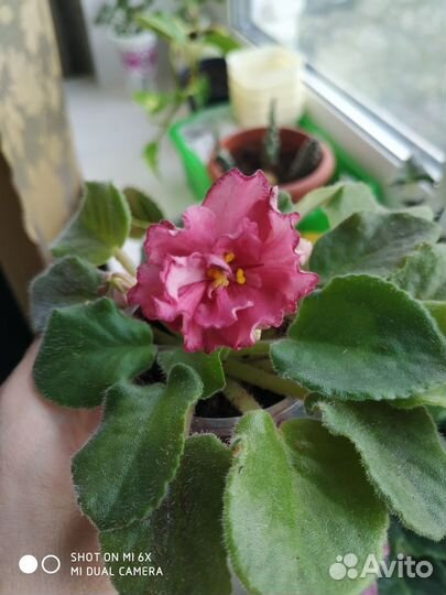 Сортовые фиалки