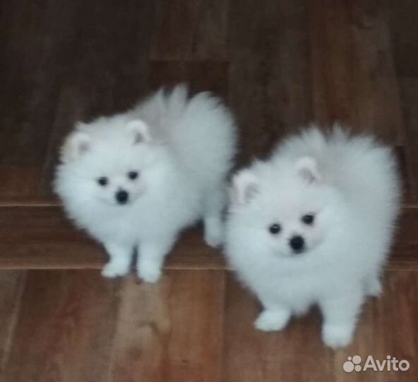 Шпиц РКФ продажа или приглашаем на вязку