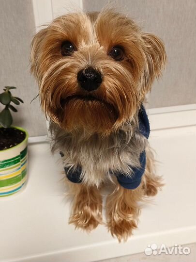Йоркширский терьер вязка мальчик