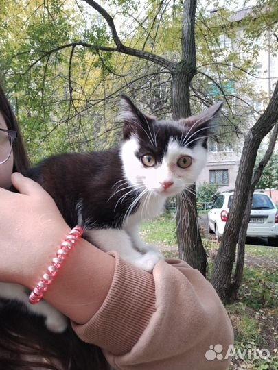 Котенок мальчик ласковый бесплатно