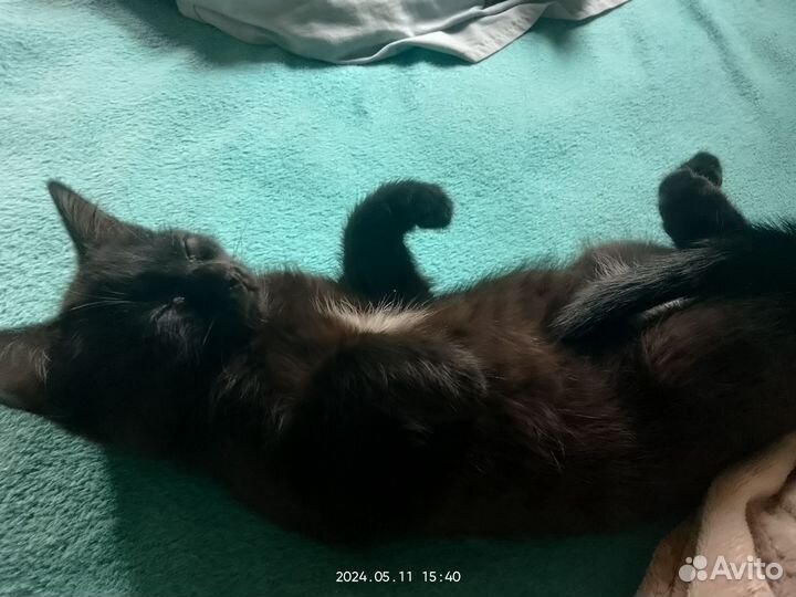Кошки в добрые руки бесплатно