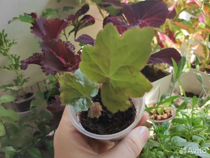 Гейхера Кримсон Керлс