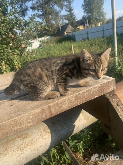 Котята курильский бобтейл
