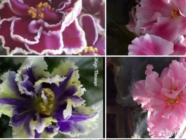 Фиалка листочки