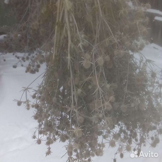 Синеголовник