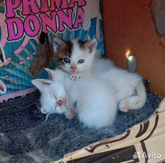 Кошка с разными глазами