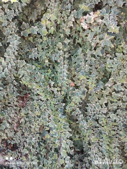 Черенки сортовых плющей