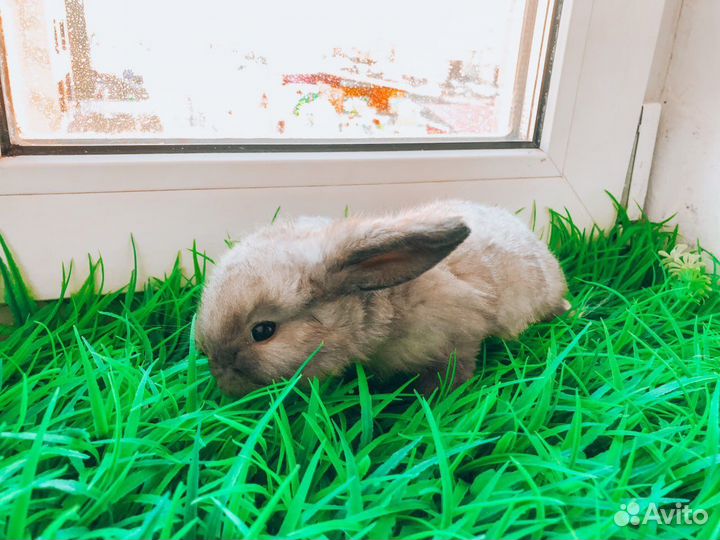 Карликовый кролик - супер мини с ладонь