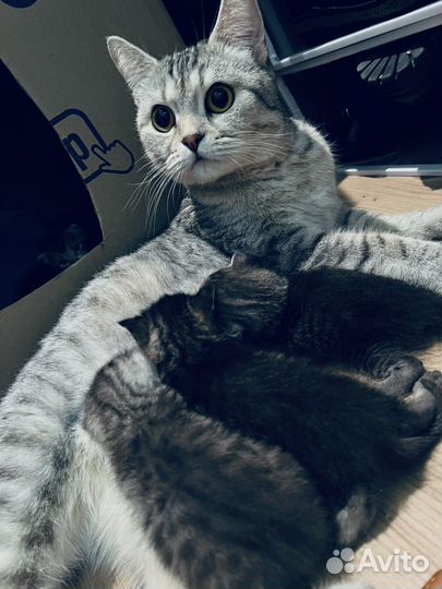 Британские котята