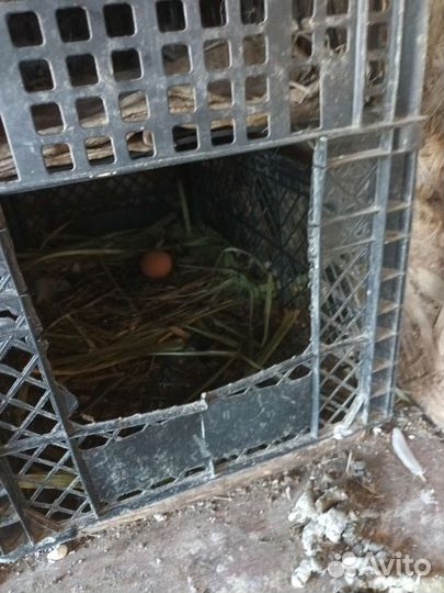 Домашние куриные яйца, молоко козье