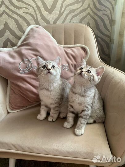 Шотландские малыши