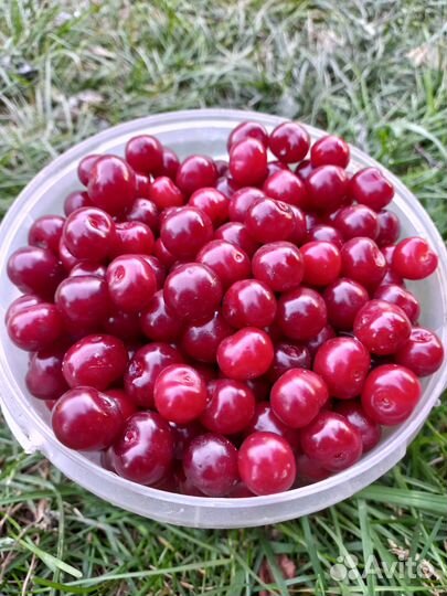 Продам вишню