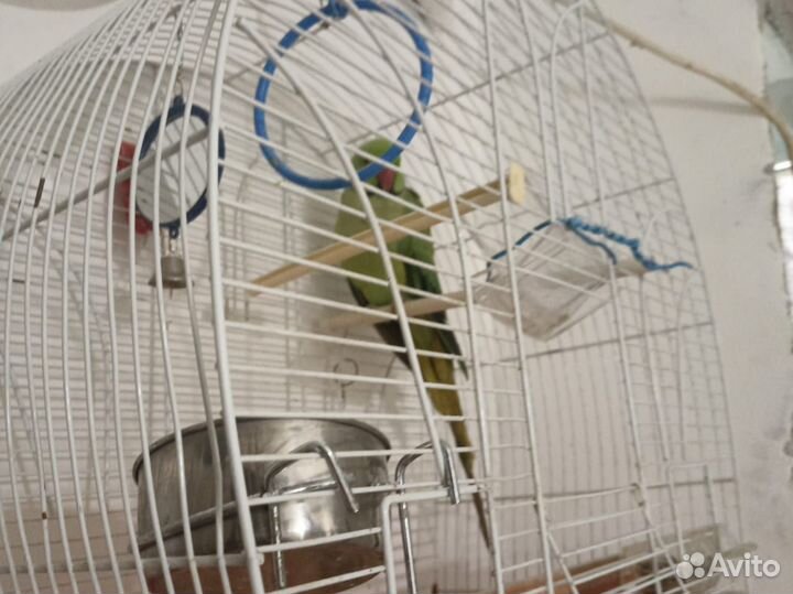 Ожерелевый попугай