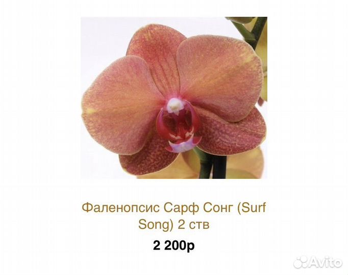 Орхидея фаленопсис бабочка