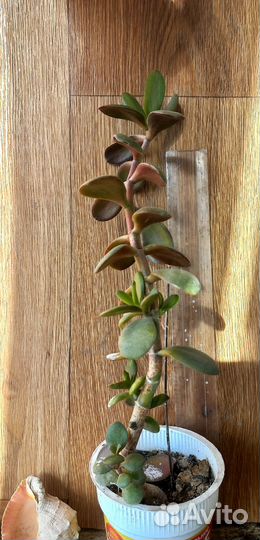 Крассула толстянка