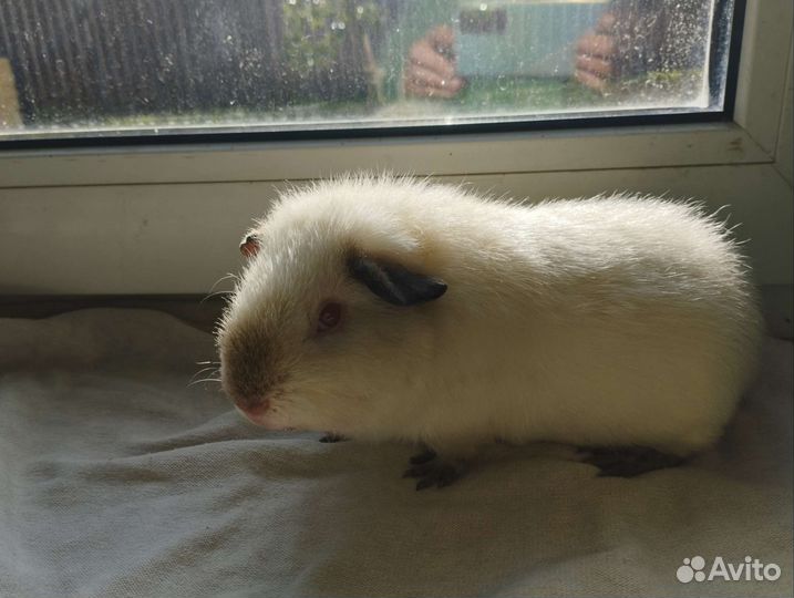 Морские свинки Тедди девочки