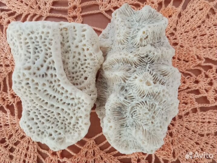 Морские кораллы