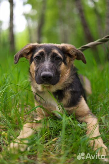 Собаки бесплатно