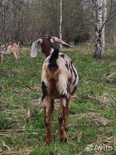 Козочки Англонубийские на племя