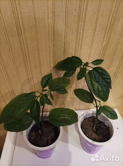 Клеродендрум томпсон