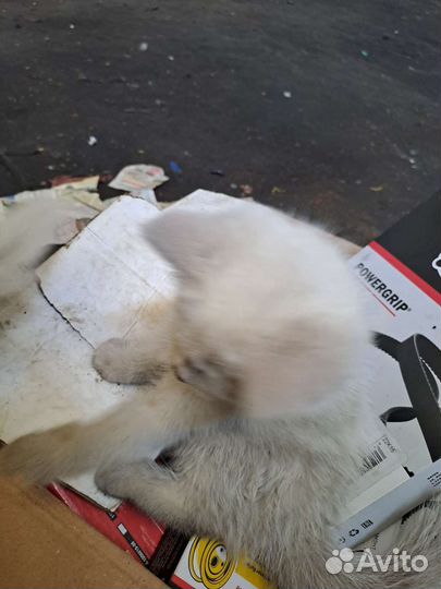 Кошка в дар бесплатно