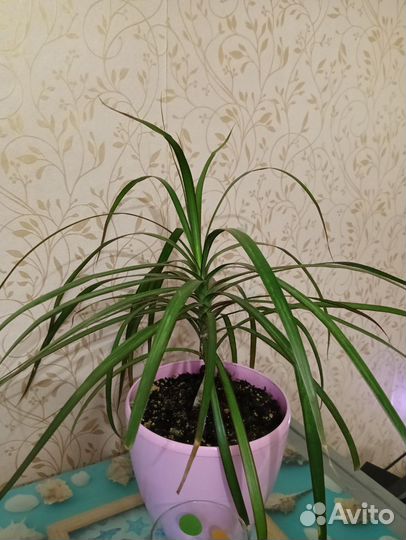 Пальма драцена