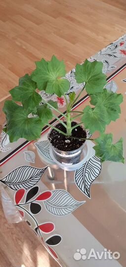 Пеларгония сортовые